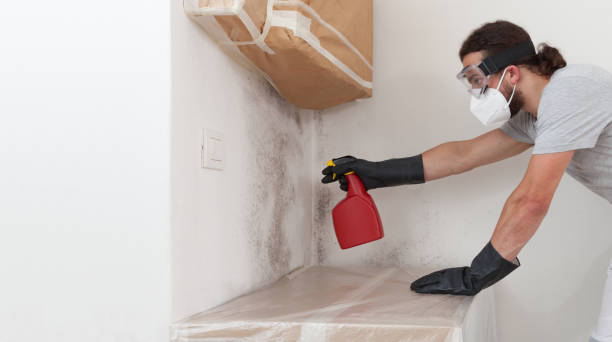 Basement Mold Remediation treatment on basement walls in Somerville